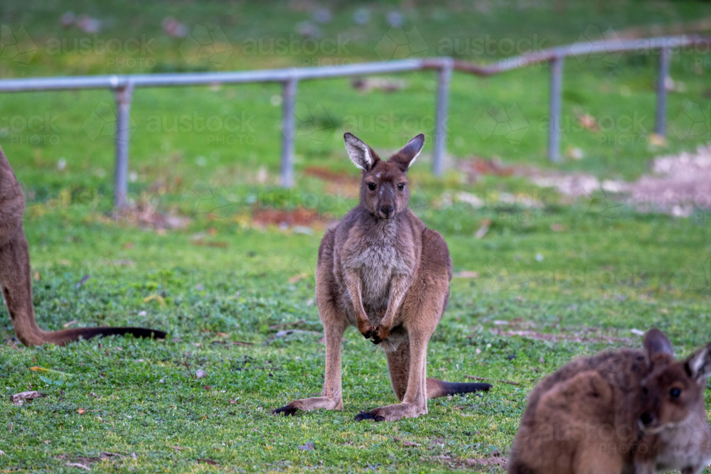 Close up of a kangaroo grazing the grassy field looking at the camera - Australian Stock Image