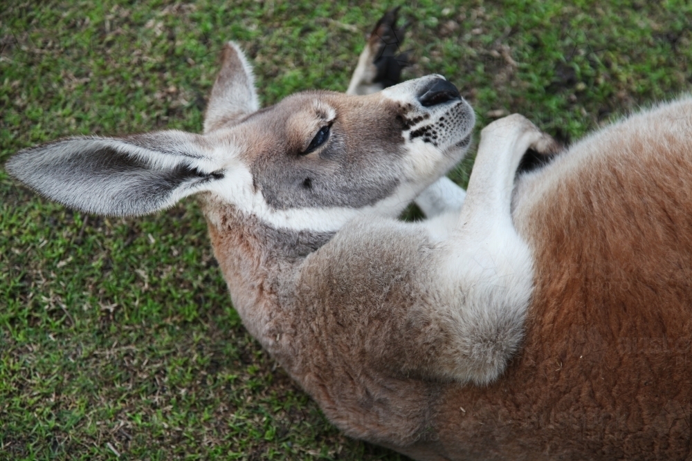 Close up of a kangaroo resting on the ground - Australian Stock Image