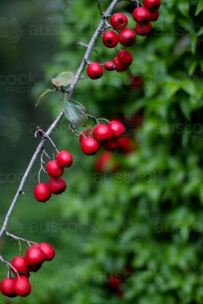 Close up of a low hanging branch bearing small crab apples - Australian Stock Image