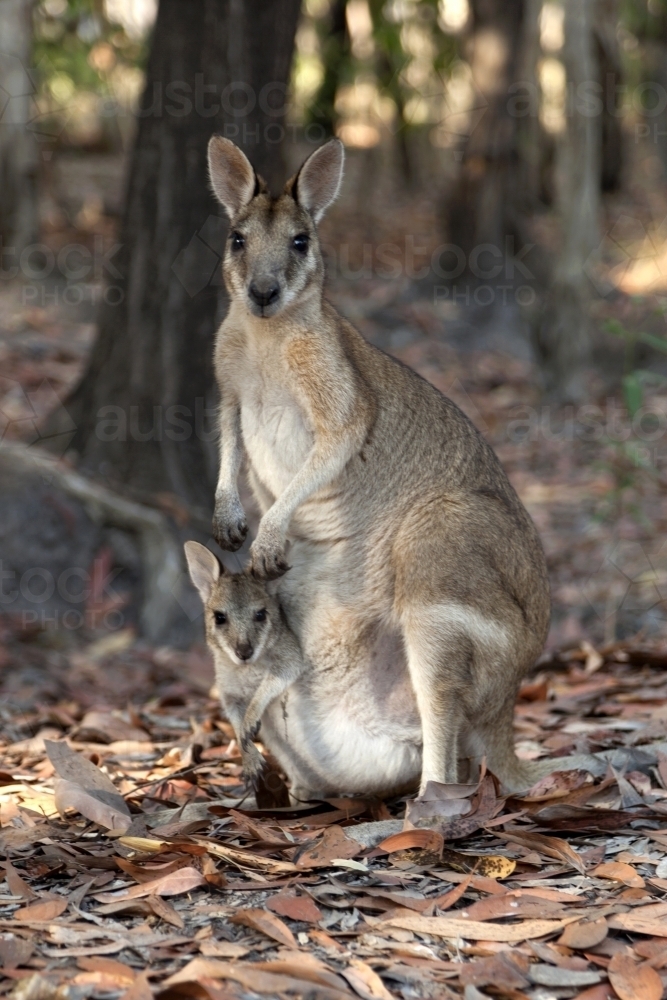 Close up of a mother kangaroo with a joey in pouch - Australian Stock Image