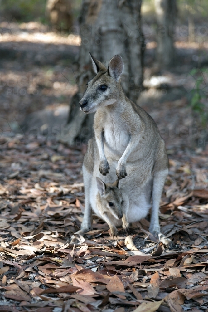 Close up of a mother kangaroo with a joey in pouch - Australian Stock Image