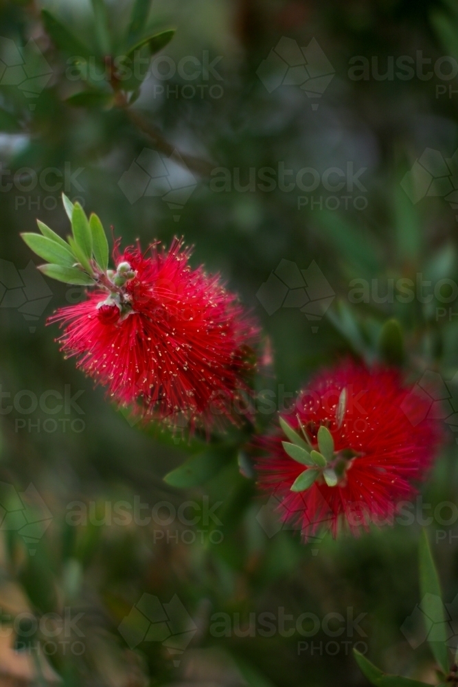 Close up of a native bottlebrush flower - Australian Stock Image