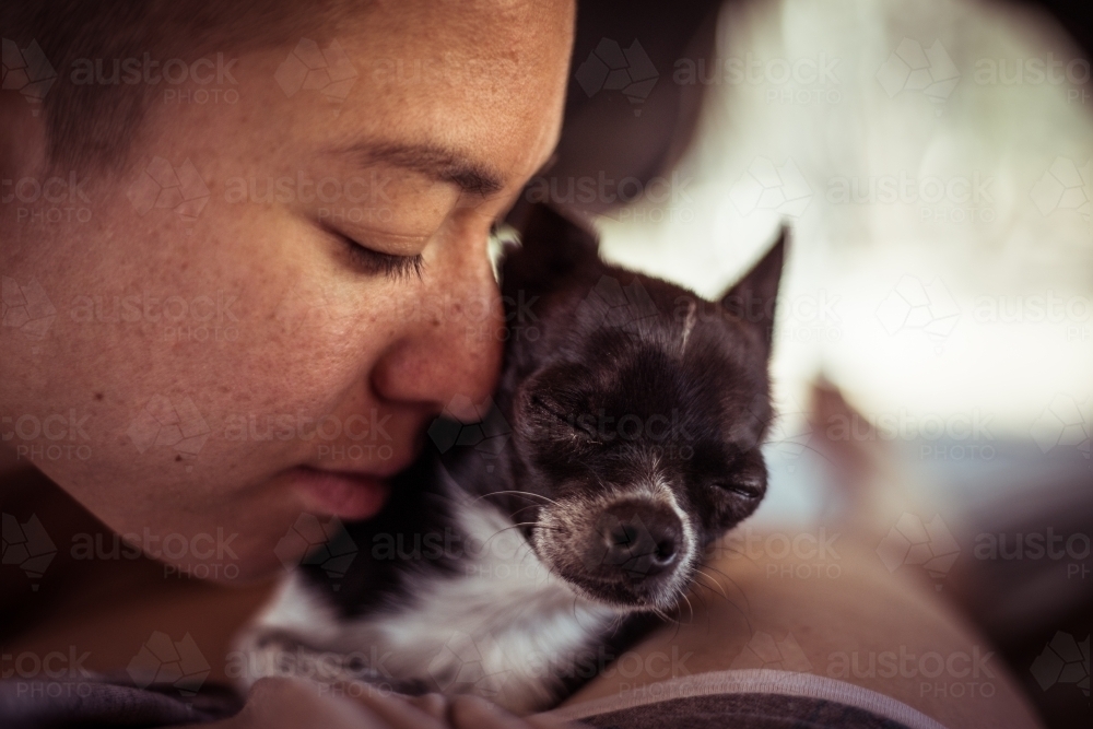 Close up of a person cuddling a chihuahua - Australian Stock Image