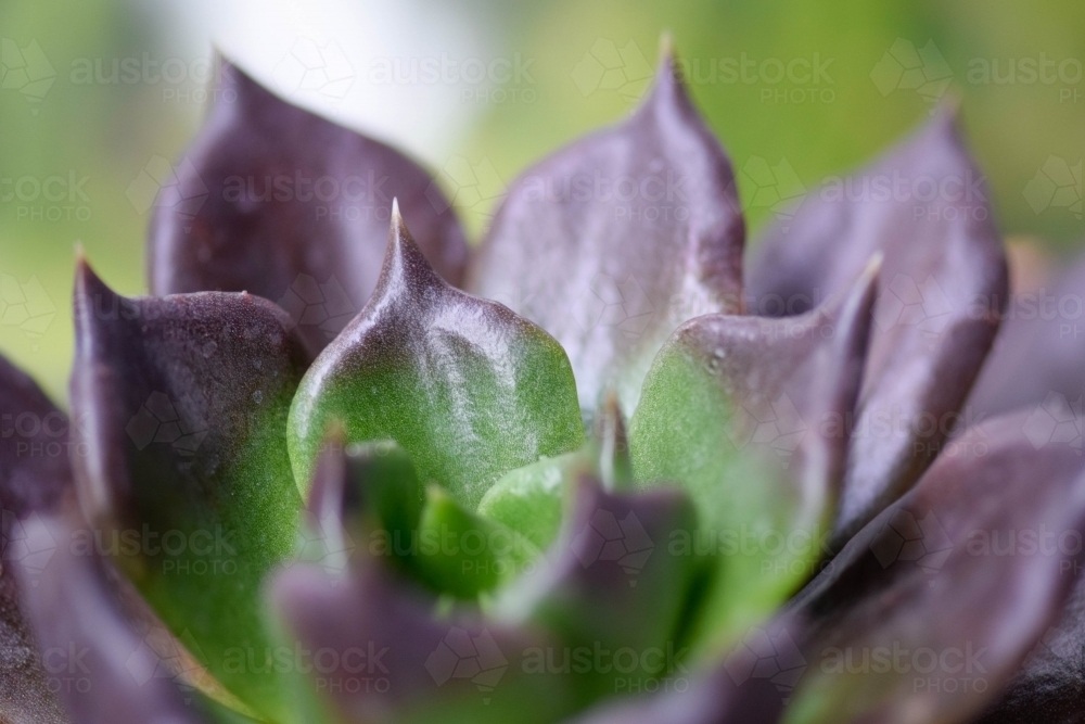 Close up of a purple and green succulent with a green background - Australian Stock Image