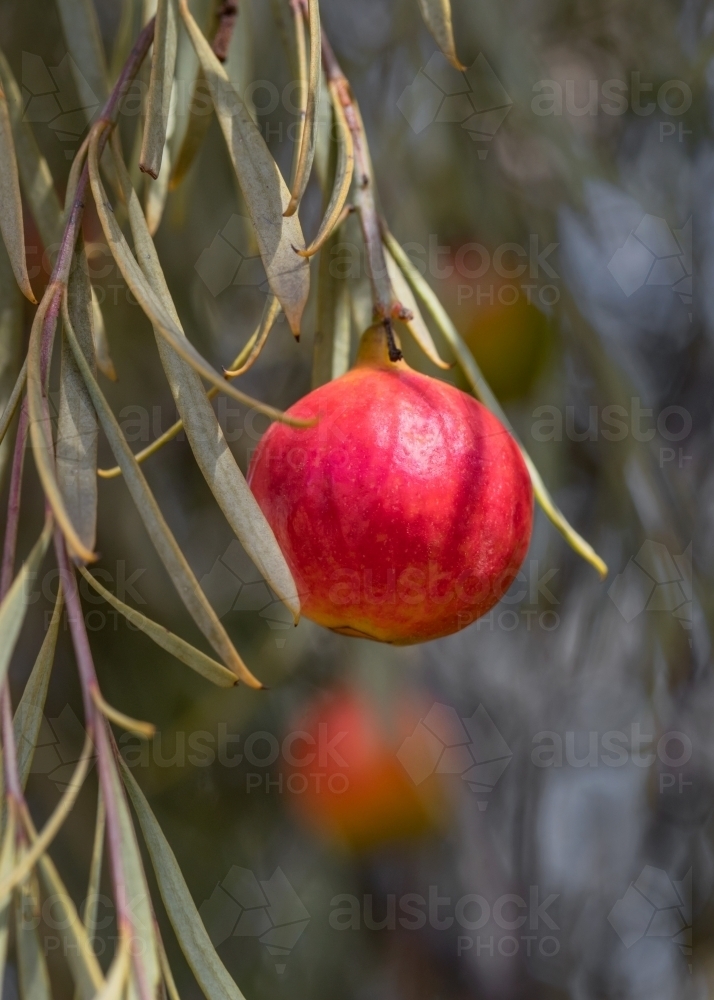 Close-up of a Quandong - native peach (Santalum acuminatum) - bush tucker - Australian Stock Image