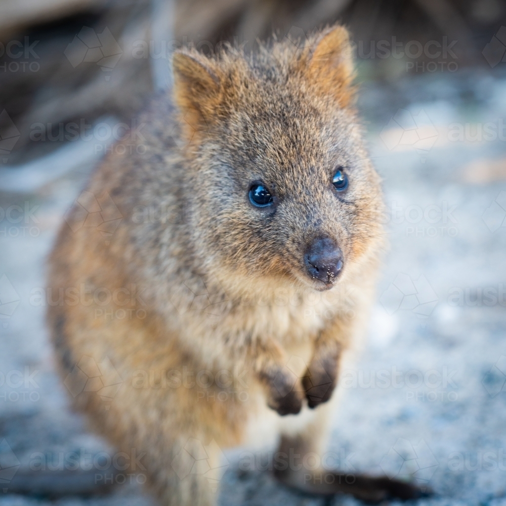 Close up of a quokka - Australian Stock Image