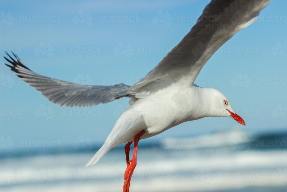 Close up of a seagull flying over the waves - Australian Stock Image