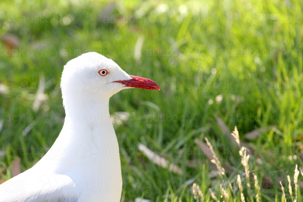 Close up of a seagull standing on grass - Australian Stock Image