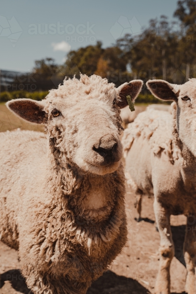 Close up of a sheep outside standing in a field. - Australian Stock Image