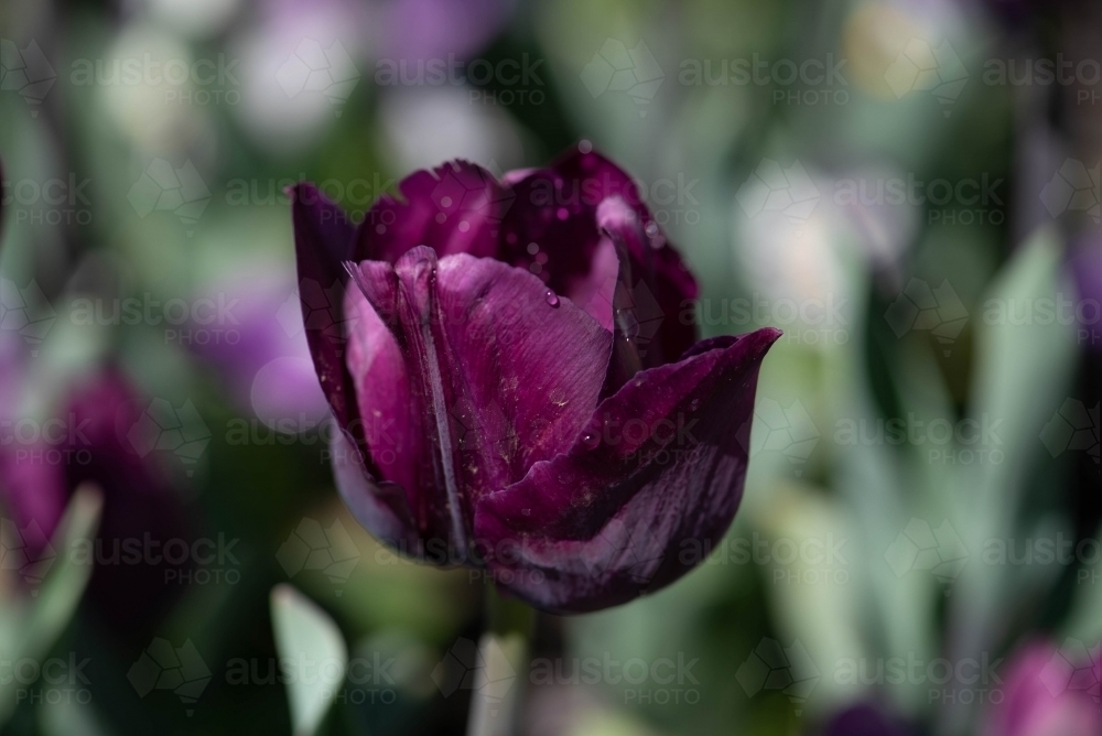 Close up of a single purple tulip with a green background - Australian Stock Image