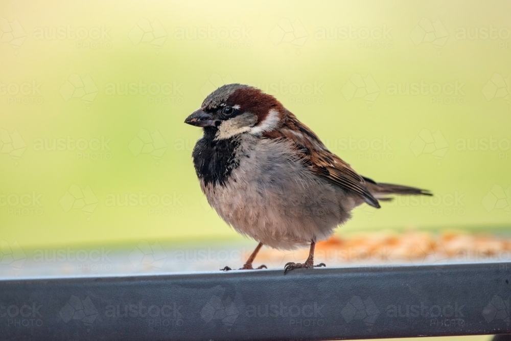 Close up of a sparrow outdoor on a table. - Australian Stock Image