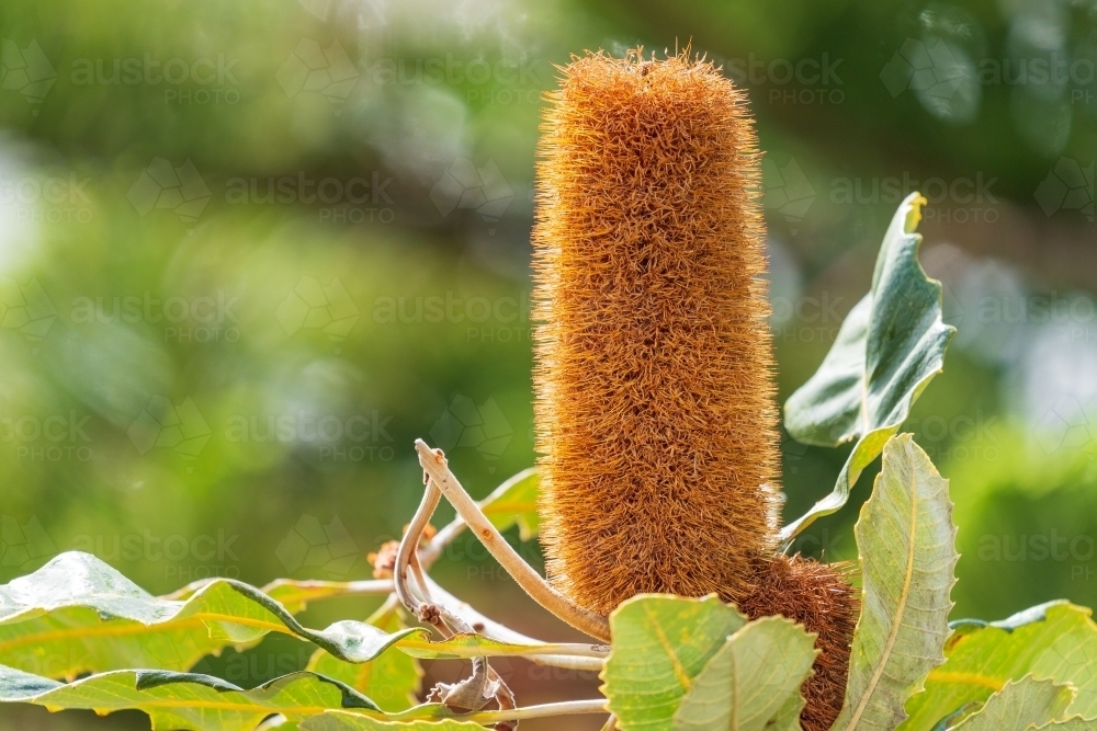 Close up of a tall orange banksia flower - Australian Stock Image