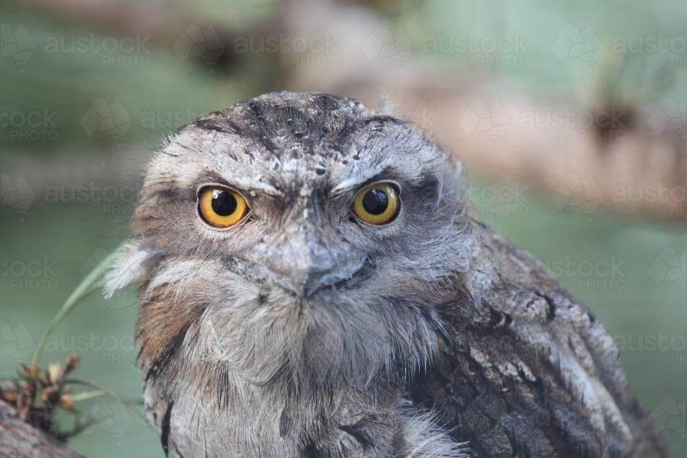 Close up of a Tawny Frogmouth - Australian Stock Image