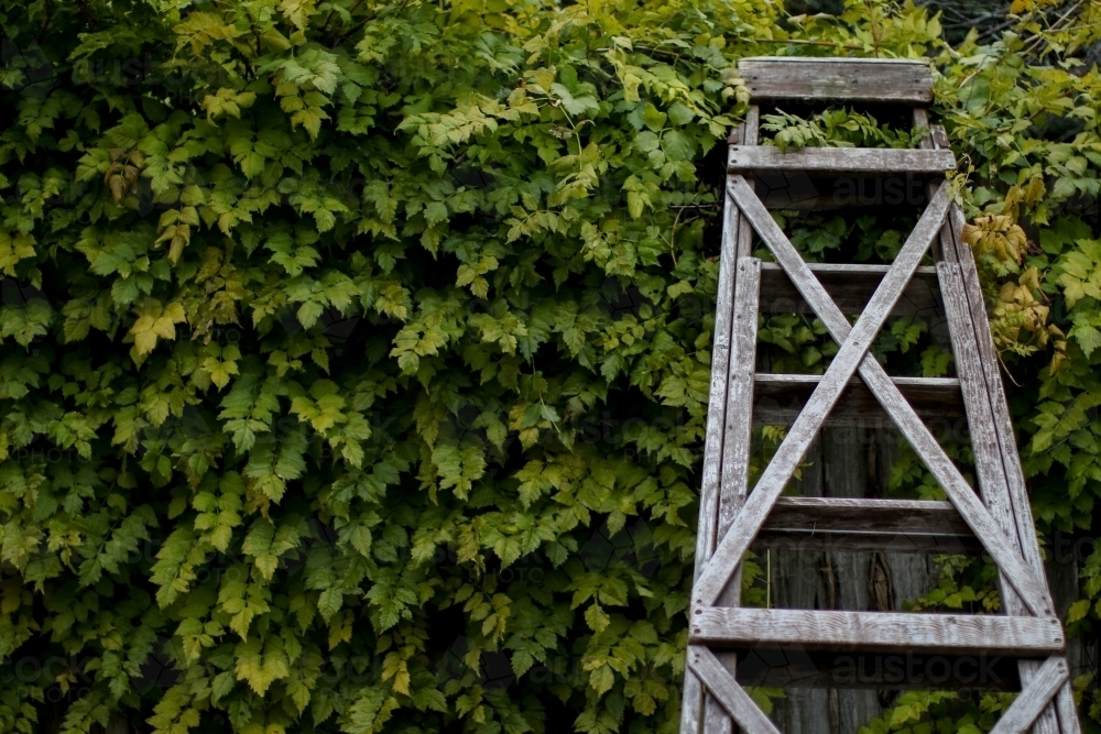 Close up of a vintage wooden ladder leaning against a hedge - Australian Stock Image