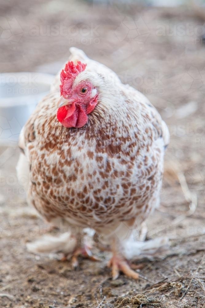 Close up of a white and brown speckled bantam hen - Australian Stock Image