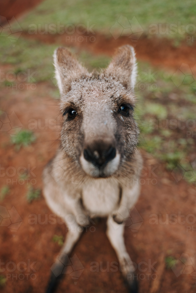 Close-up of a young Wallaby looking at the camera. - Australian Stock Image