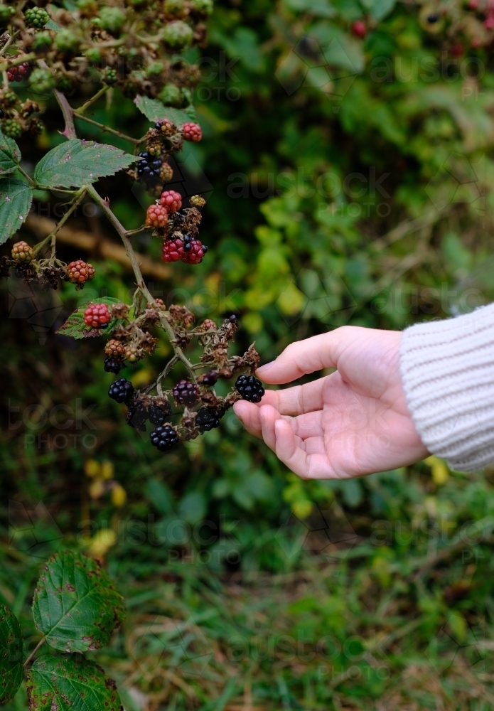 Close up of a young woman's hand picking ripe blackberries from a bush - Australian Stock Image