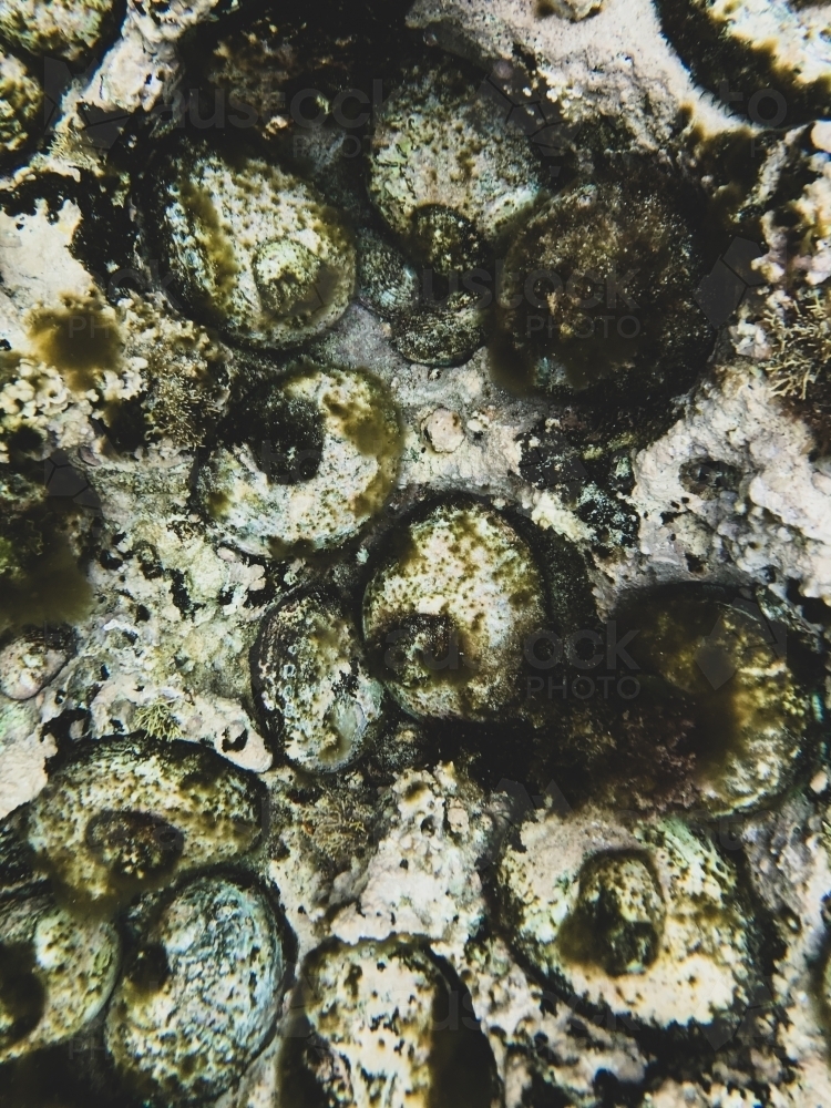 close up of abalone underwater in natural state - Australian Stock Image