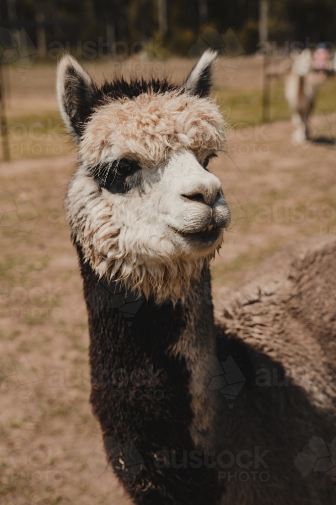 Close up of an Alpaca outside standing in a field. - Australian Stock Image