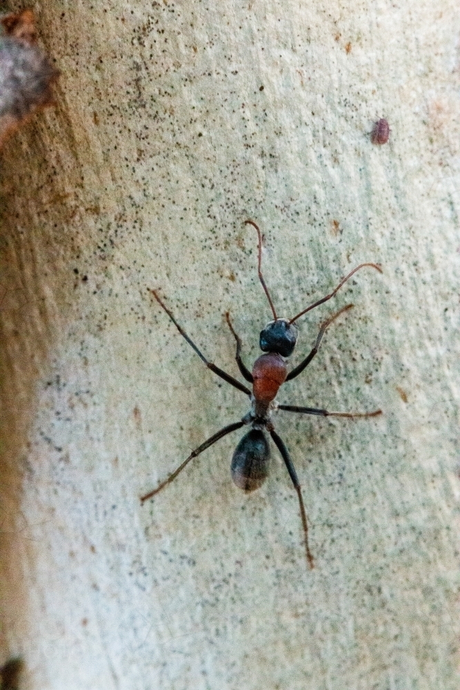 close up of an ant on a tree - Australian Stock Image