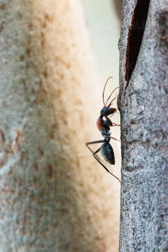 close up of an ant on a tree - Australian Stock Image