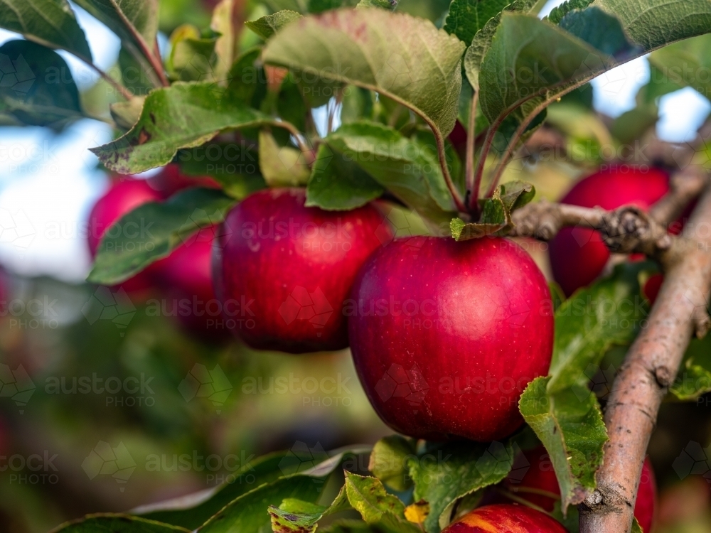 Close-up of an apple in an fruit tree in the orchard - Australian Stock Image