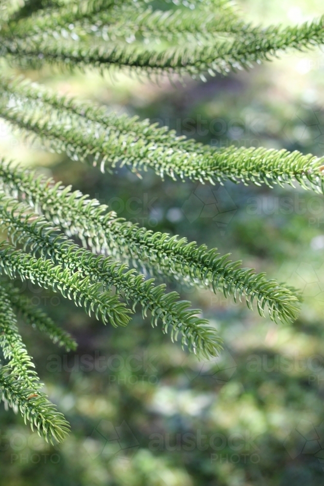 Close up of araucaria leaves - Australian Stock Image