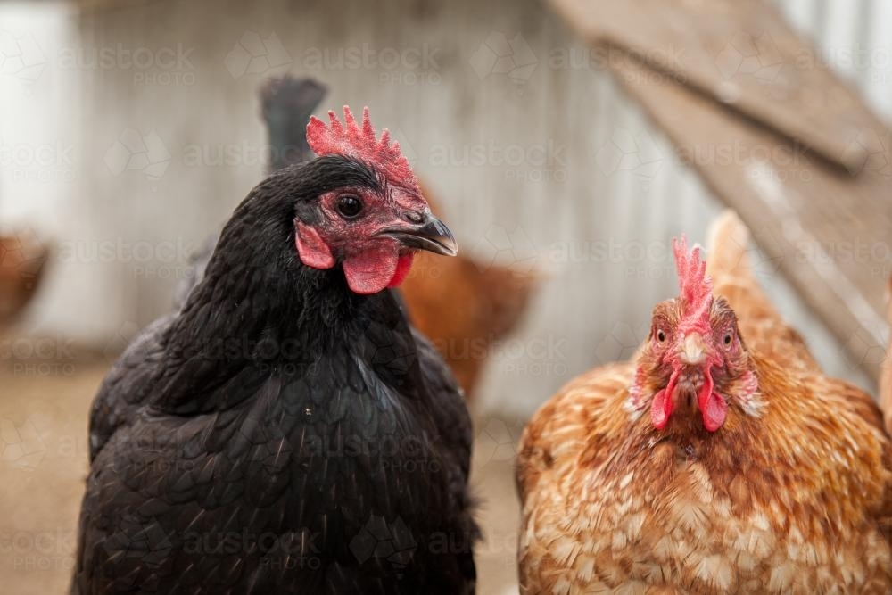 close up of australorp and Isa brown laying hens in the chook yard - Australian Stock Image