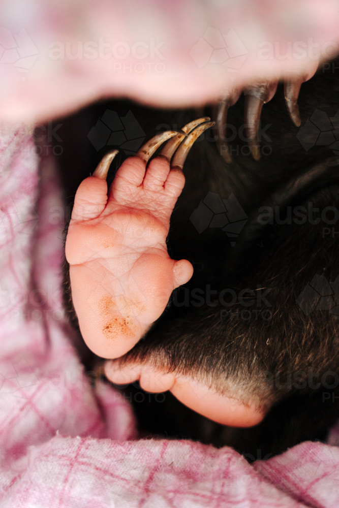 Close-up of baby wombat paws while nestled in a pink cloth. - Australian Stock Image