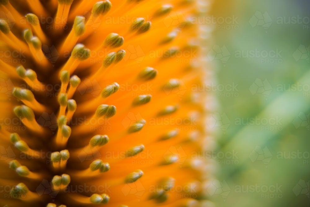 Close Up of  Banksia Flower Stamens - Australian Stock Image