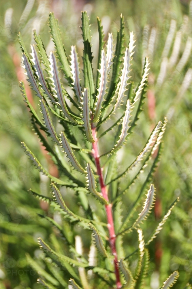 Close up of banksia leaves - Australian Stock Image