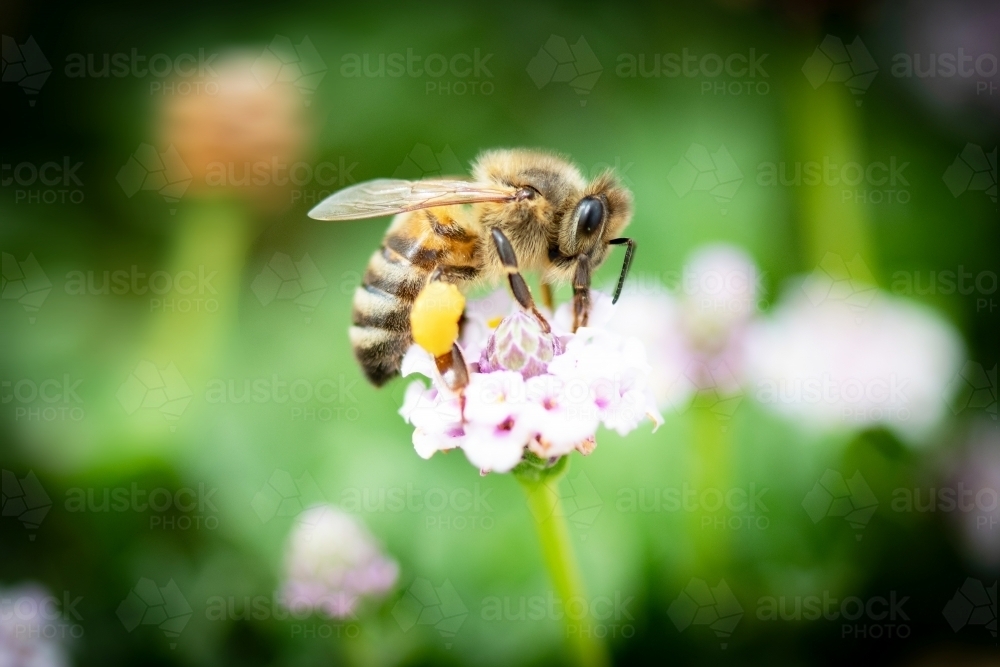 Close up of bee collecting pollen from purple flower - Australian Stock Image