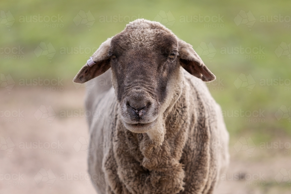 Close up of black suffolk ewe - Australian Stock Image