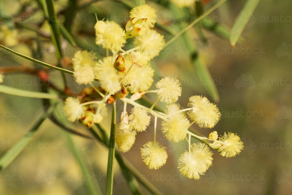 Close up of blooms of golden wattle - Australian Stock Image