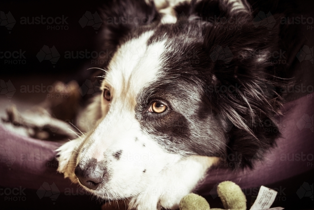 Close-up of border collie face - Australian Stock Image