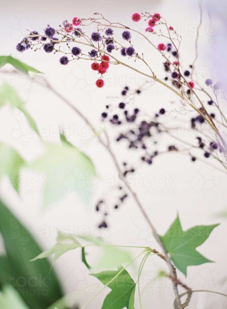 Close up of branch with delicate buds and leaves - Australian Stock Image