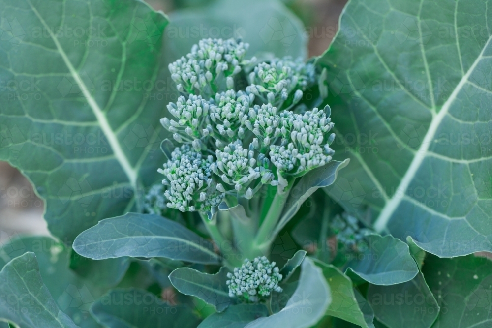 Close up of broccolini in a garden - Australian Stock Image