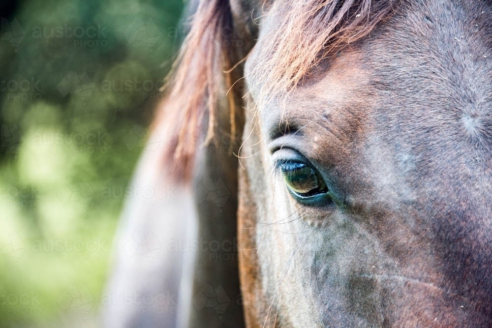 Close up of brown horse, focusing on eye. - Australian Stock Image