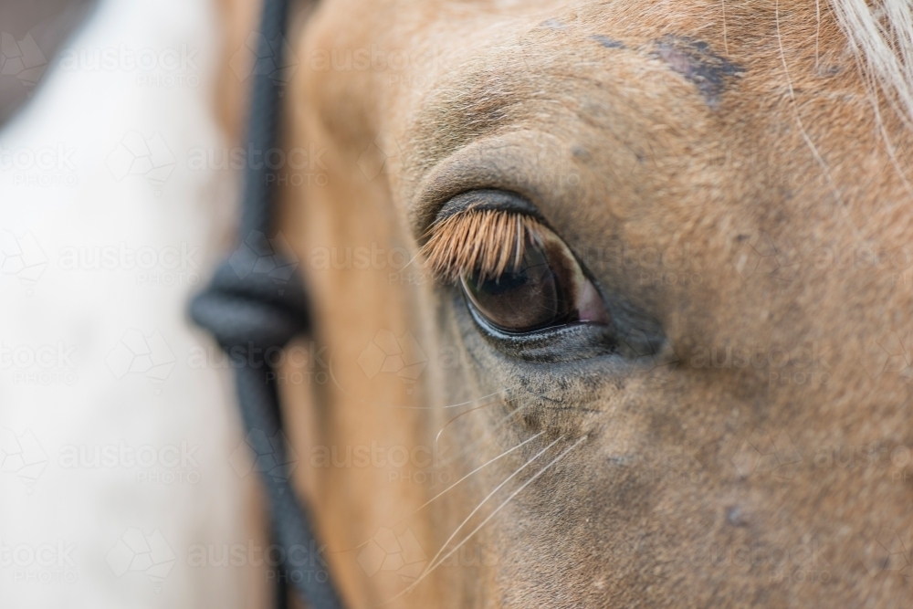 Close up of brown horse's eye - Australian Stock Image