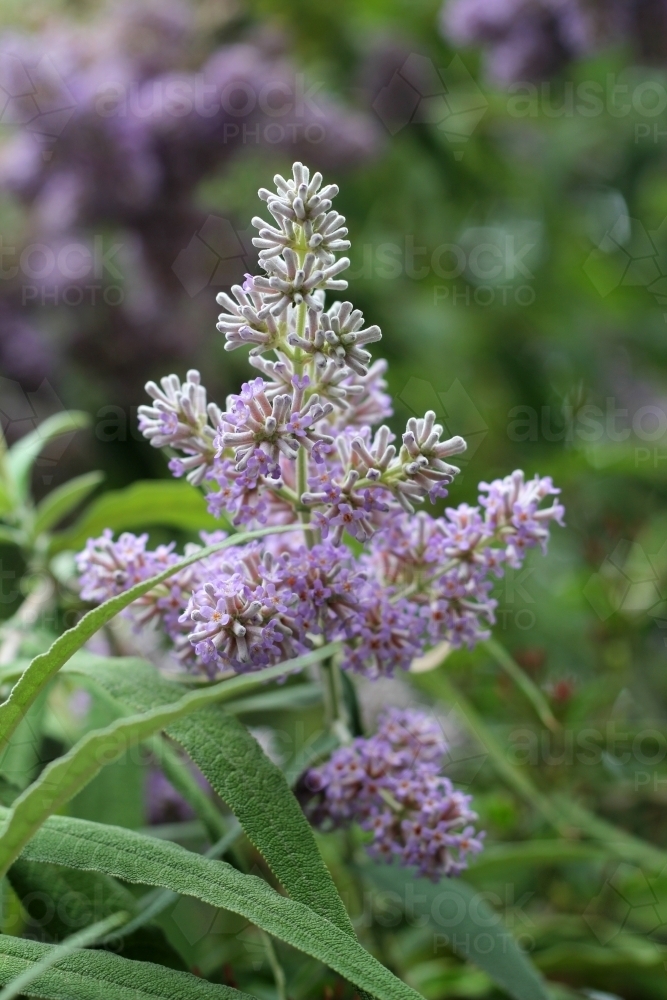 Close up of buddleja flower head - Australian Stock Image
