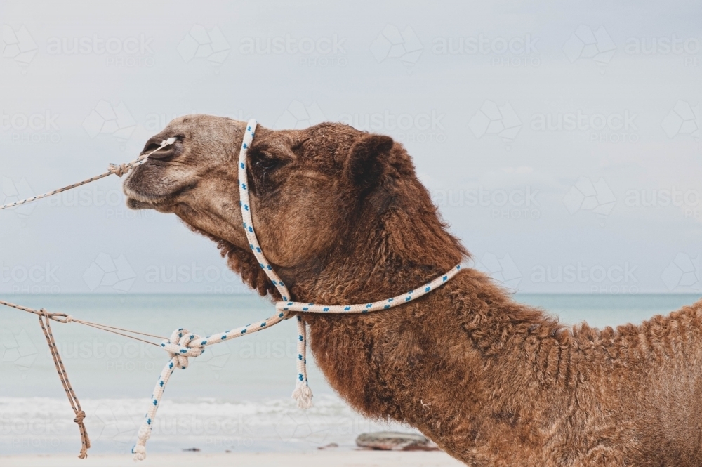 close up of camel with lead ropes on the beach - Australian Stock Image