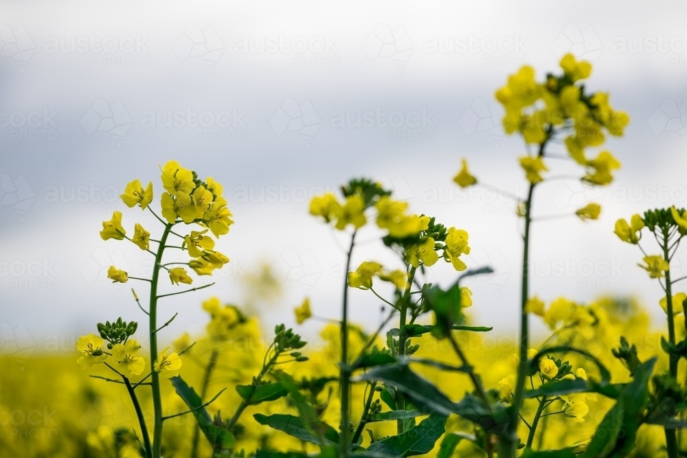 Close up of Canola crop flowers - Australian Stock Image