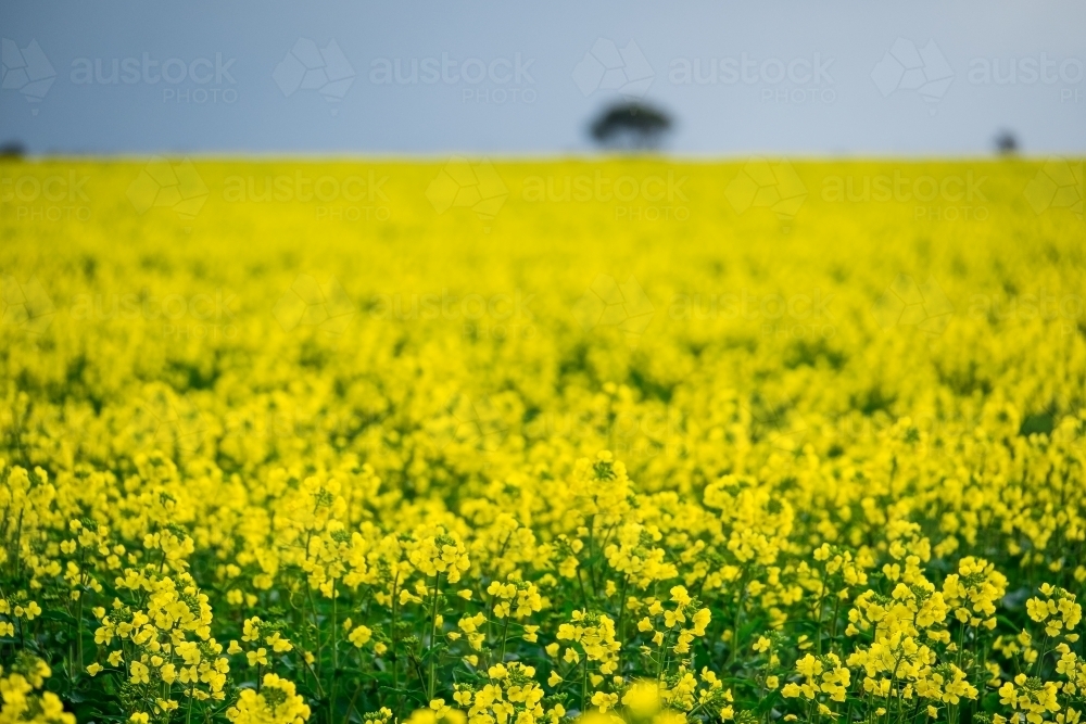 Close up of Canola crop flowers. - Australian Stock Image