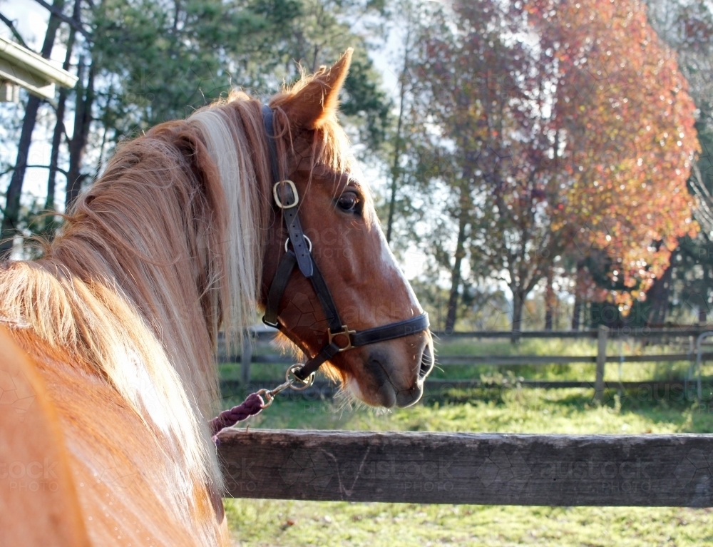 Close-up of chestnut horse with leather halter on rural property - Australian Stock Image