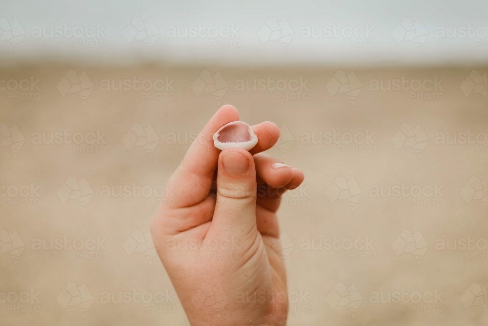 Close up of child's hand holding small shell on the beach - Australian Stock Image