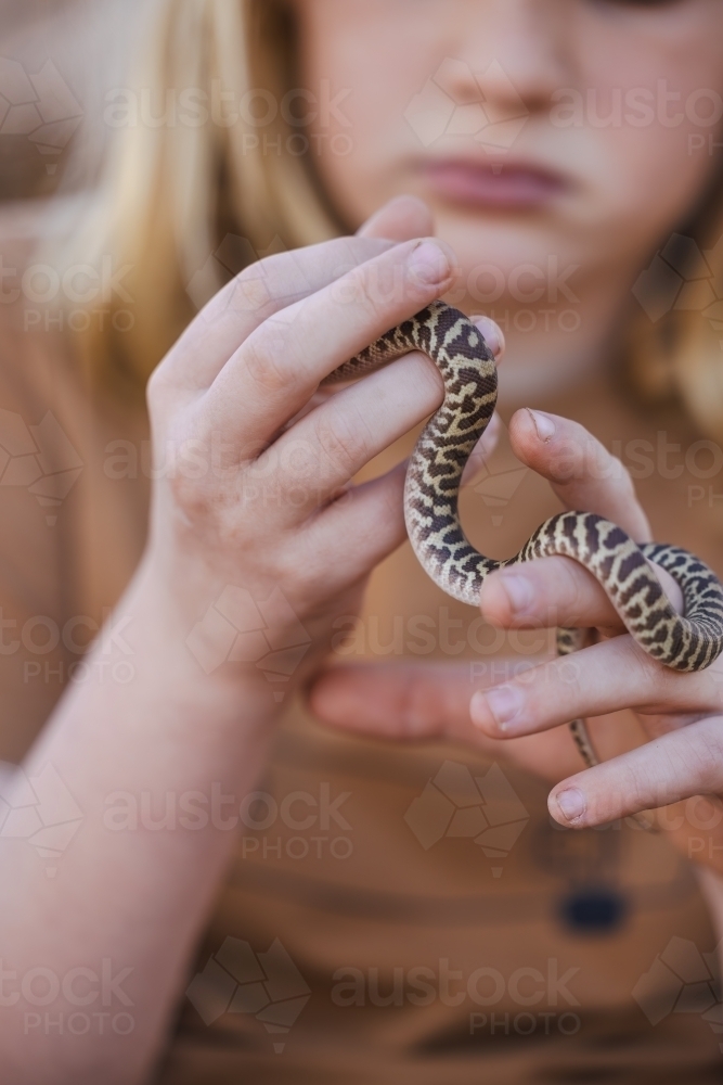 Close up of child's hands holding pet Children's Python snake - Australian Stock Image