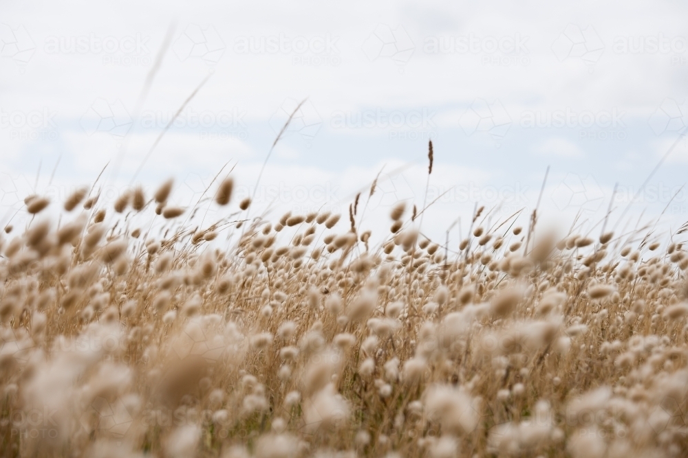 close up of coastal grasses blowing in the breeze - Australian Stock Image