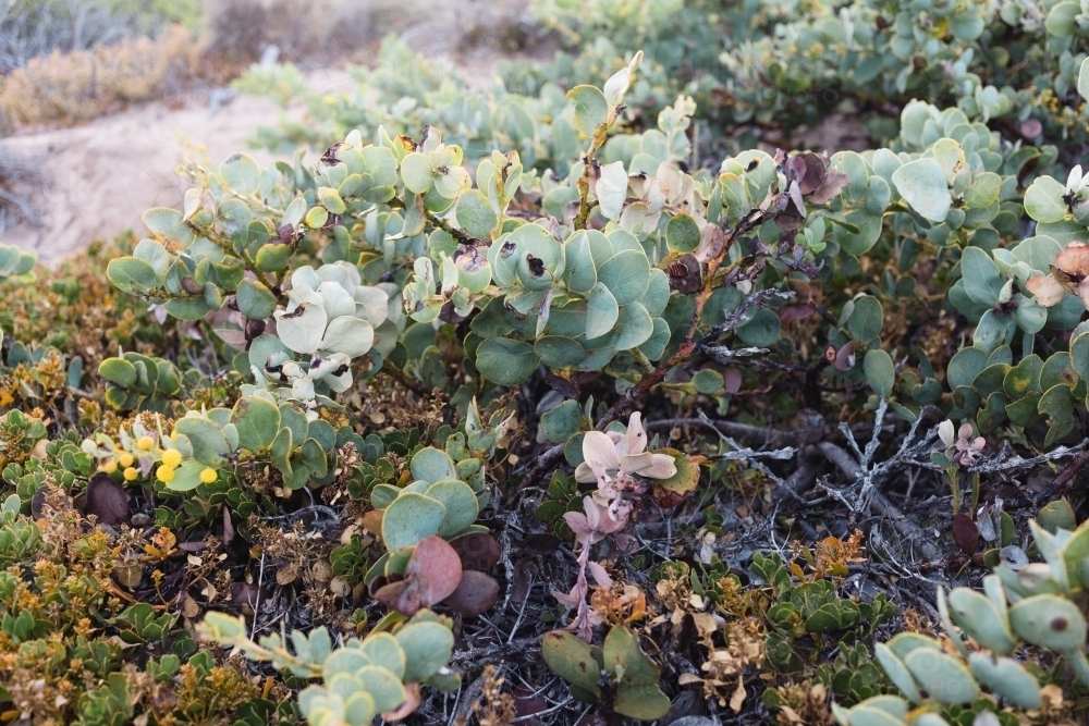 Close-up of coastal shrubs - Australian Stock Image