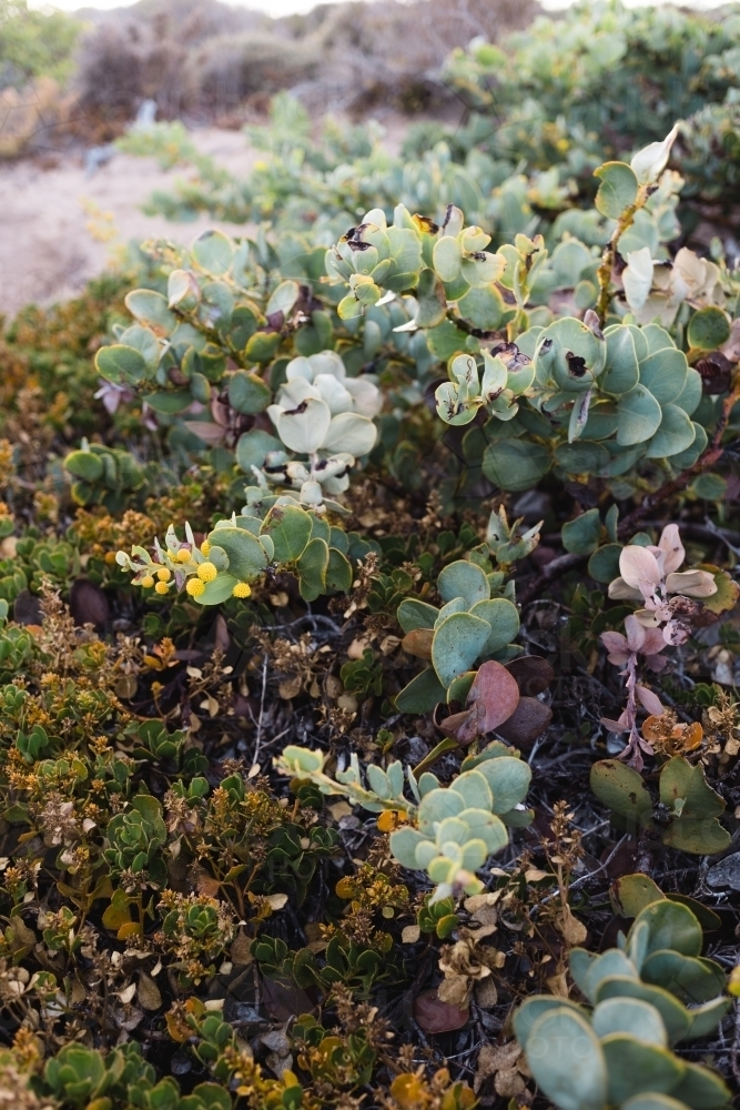 Close-up of coastal shrubs - Australian Stock Image