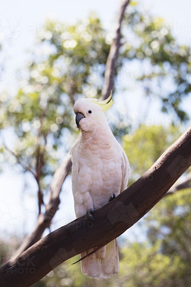 close up of cockatoo in native tree - Australian Stock Image